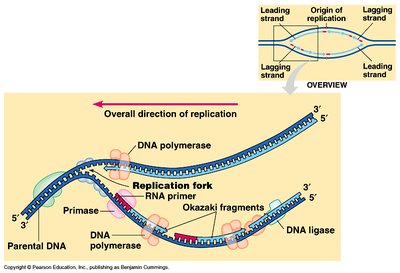 Overview of DNA replication enzymes and steps