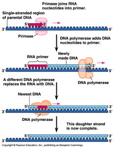Primase, DNA polymerase, and ligase action during replication