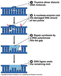 DNA repair: excision of damaged DNA and replacement