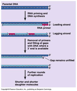 Telomere shortening during DNA replication