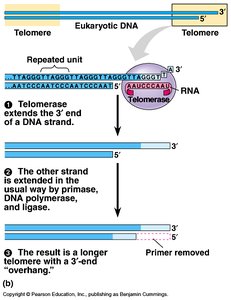 Telomerase action in extending telomeres