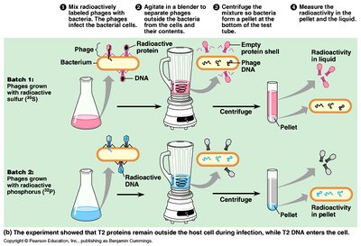 Hershey-Chase experiment with radioactive labeling of phage DNA and protein