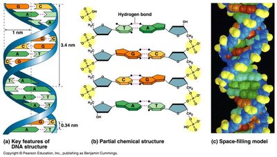 Key features of DNA structure, partial chemical structure, and space-filling model