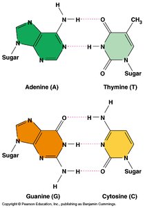 Base pairing between adenine-thymine and guanine-cytosine