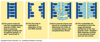 Steps of DNA replication: separation, base pairing, and formation of new strands