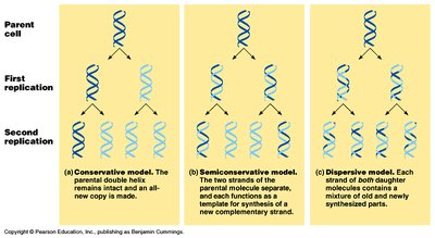 Models of DNA replication: conservative, semiconservative, dispersive