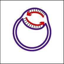 Bidirectional replication in circular DNA