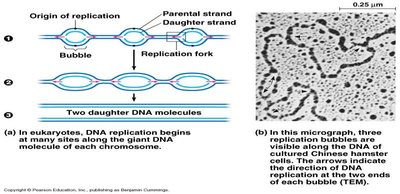 Replication bubbles in eukaryotic DNA