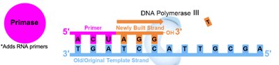 Diagram showing DNA polymerase adding nucleotides to a new DNA strand, with an RNA primer in place