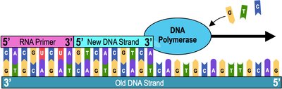 Diagram showing DNA polymerase synthesizing a new DNA strand with an RNA primer and template strand