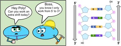 Cartoon illustrating DNA polymerase's 5' to 3' activity and base pairing