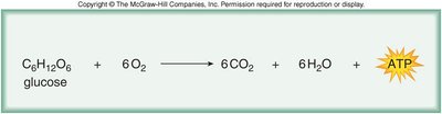 Cellular respiration equation