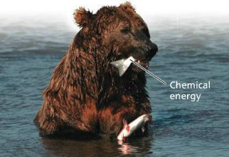 Bear eating fish: chemical energy