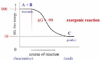 Exergonic reaction graph