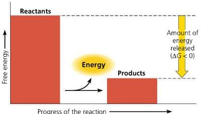 Exergonic reaction: energy released