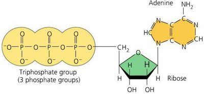 ATP structure and hydrolysis