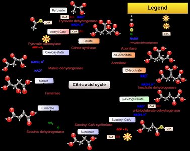 Citric acid cycle diagram