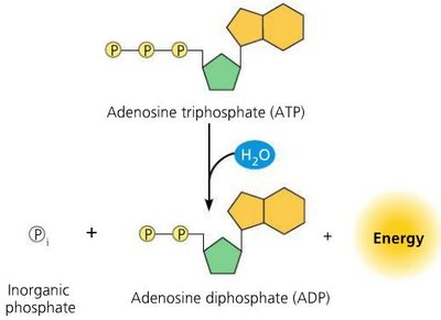 ATP hydrolysis and energy release