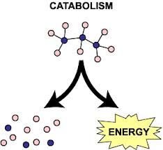 Catabolic reaction diagram