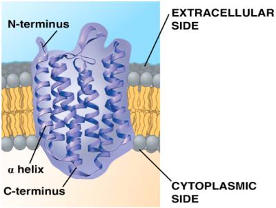 Structure of a transmembrane protein spanning the lipid bilayer