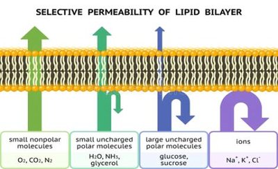 Selective permeability of the lipid bilayer: types of molecules and their ability to cross the membrane