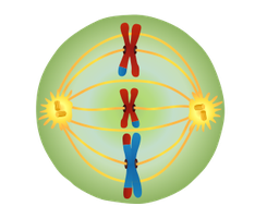 Metaphase II showing chromosomes aligned at the metaphase plate