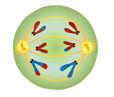 Anaphase II showing separation of sister chromatids