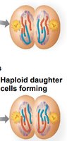 Telophase II and cytokinesis showing four haploid daughter cells