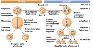 Comparison diagram of mitosis and meiosis