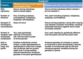 Summary table comparing mitosis and meiosis