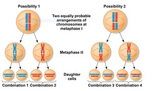 Diagram showing independent assortment of chromosomes