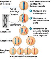 Diagram showing crossing over and formation of recombinant chromosomes