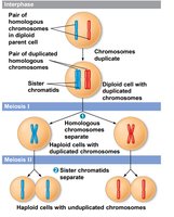 Overview of meiosis showing chromosome duplication, separation of homologs, and separation of sister chromatids
