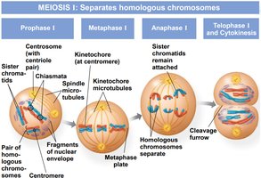 Diagram of meiosis I showing the separation of homologous chromosomes through the four phases