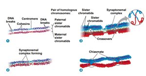 Diagram showing crossing over and synapsis during prophase I