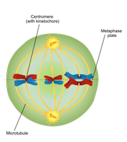 Metaphase I showing homologous chromosomes aligned at the metaphase plate