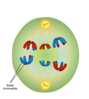 Anaphase I showing separation of homologous chromosomes
