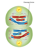Telophase I and cytokinesis showing two haploid cells