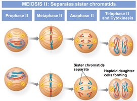 Diagram of meiosis II showing the separation of sister chromatids