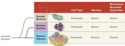 Phylogenetic tree of domains of life