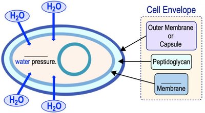 Peptidoglycan structure in bacterial cell wall