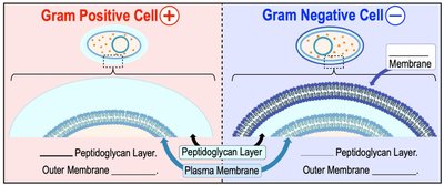 Glycocalyx layer in Gram-positive and Gram-negative cells