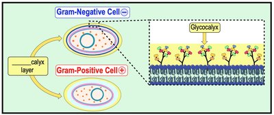 Capsule vs. slime layer structure