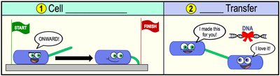 Fimbriae and biofilm formation