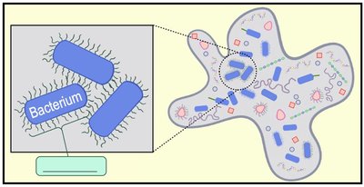 Endospore formation and vegetative cell cycle