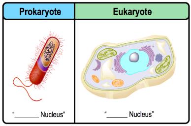 Prokaryote vs. Eukaryote nucleus comparison