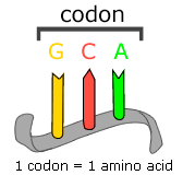 Three main types of RNA