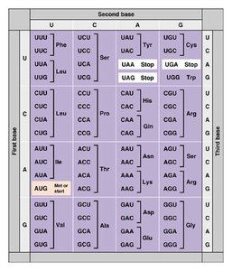 Codon diagram: 1 codon = 1 amino acid