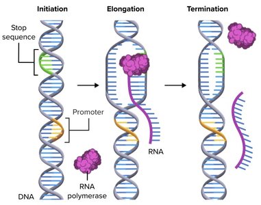 Transcription steps: initiation, elongation, termination