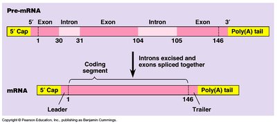 RNA processing: capping, poly(A) tail, splicing
